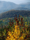 Autumn Colored Cherry Tree with View of Blue Ridge Mountains Photographic Print by Raymond Gehman