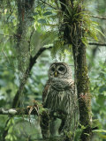 Barred Owl Perches on a Tree Branch Amid Air Plants Photographic Print by Klaus Nigge