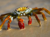 A Sally Lightfoot Crab Crawls Along the Sandy Shore Photographie par Ralph Lee Hopkins