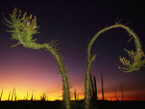View at Twilight of a Boojum Tree in Baja Photographic Print by Bill Hatcher