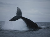 Breaching Humpback Whale Photographic Print by Michael Nichols