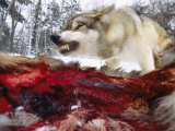 Snarling Gray Wolf near a Deer Carcass in Upper Minnesota Photographic Print by Joel Sartore