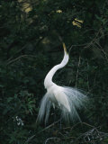 Great Egret Displays its Plumage Photographic Print by Klaus Nigge