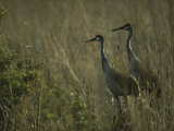 Pair of Sandhill Cranes Stand Amid the Tall Grass of a Marsh Photographic Print by Klaus Nigge
