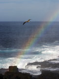 A Blue Footed Booby Soars Above a Rainbow on Espanola Island Photographie par Ralph Lee Hopkins