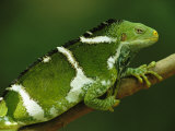 Portrait of a Crested Iguana Perched on a Tree Branch Photographic Print by Tim Laman