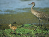 Sandhill Crane and Young Photographic Print by Klaus Nigge