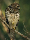 Red-Shouldered Hawk Perches on a Tree Branch Photographie par Klaus Nigge