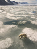 A Polar Bear Walks Across the Pack Ice of Svalbard Archipelago Photographic Print by Ralph Lee Hopkins
