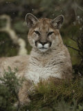 Portrait of a Mountain Lion with Snowflakes Photographic Print by Jim And Jamie Dutcher