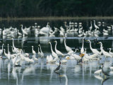 Egrets, Herons, Ibises and Pelicans Wade in the Water Photographic Print by Klaus Nigge