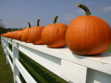 Bright Pumpkins Line a Fence Casting an Autumn Shadow Photographic Print by Stephen St. John