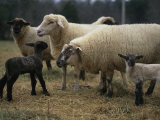Ewes and Their Newborn Lambs Photographic Print by Stephen Alvarez
