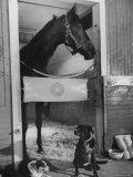 Horse of the Year, Kelso, Standing in His Stall Photographic Print by George Silk