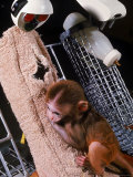H.F. Harlow's Research Into Relationship Between Child and Mother Utilizing Infant Rhesus Monkey Premium Photographic Print by Nina Leen