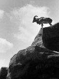 Barbary Sheep Standing Alone Outlined Against the Sky on a Cliff of Rocks at the Brookfield Zoo Lámina fotográfica por William Vandivert