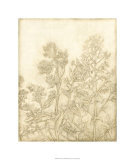 Ivory Field I Limited Edition by Megan Meagher