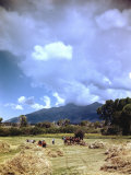 Cowboys in the Hayfields of Trinchera Ranch Working under Stormy Skies 写真プリント - ルーミス・Dean