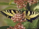 Close Up of Butterfly on Flower Premium Photographic Print by Alfred Eisenstaedt