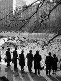 Feeding the Ducks and Swans in Central Park on a Sunday Afternoon Photographic Print by Andreas Feininger