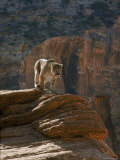 Cougar Roaming in Zion National Park Photographic Print by Ralph Crane
