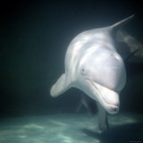 Porpoise Swimming Underwater in an Aquarium Tank Photographic Print by Nina Leen
