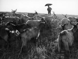 Farmer under Umbrella in Countryside with His Goats Premium Photographic Print by Paul Schutzer