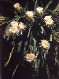 Hawaiian Flora: Night Blooming Cereus Photographic Print by Eliot Elisofon