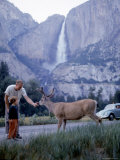 Father and Son Feeding a Wild Deer in Yosemite National Park with Yosemite Falls in the Background Photographic Print by Ralph Crane