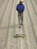 Worker Using Hoe Like Device to Turn Coffee Beans Drying in the Sun at La Retana Plantation Photographie par John Dominis