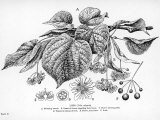 Detailed Botanical Drawings of Lime Tree Leaves, Flowers and Fruit Premium Photographic Print