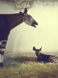 Baby Okapi Sitting on Mat of Straw as Its Mother Looks on at Parc Zooligique of Vincennes Premium Photographic Print by Loomis Dean
