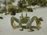 Ghost Crab Sidling Along Beach of Cocos Islands Photographic Print by John Dominis