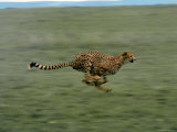 Cheetah Running Across Grassland in Country in Africa Reproduction photographique sur papier de qualité par John Dominis