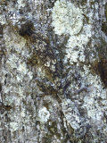 Madagascar Lizard Camouflaged Against Tree Bark 写真プリント - ルーミス・Dean