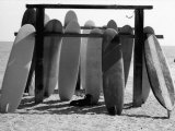 Dog Seeking Shade under Rack of Surfboards at San Onofre State Beach Fotografie-Druck von Allan Grant