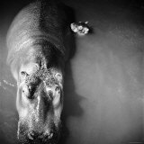 Mother Hippo Mother Hippo