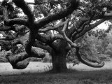 Giant Oak Tree on Martha's Vineyard Photographic Print by Alfred Eisenstaedt