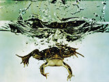 Frog Jumping Into an Aquarium Photographie par Gjon Mili