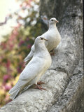 Doves Sitting on Tree Branch, in Chapultepec Park Photographic Print by John Dominis