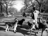 Dog Walkers in Central Park Premium Photographic Print by Alfred Eisenstaedt Dog Walkers in Central Park Premium Photographic Print by Alfred Eisenstaedt