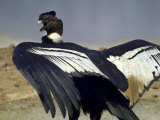 Close Up of a Perched Condor in What is Peru Premium Photographic Print by John Dominis