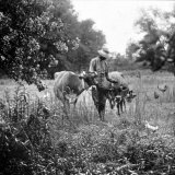 One of Albert Thornton's Sons with Cattle on Their Land. Part of "Background of Segregation" Series Photographie par Gordon Parks