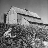 Patricia Colleen Altree Working in the Vegetable Garden Photographic Print by J. R. Eyerman