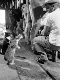 Cats Blackie and Brownie Catching Squirts of Milk During Milking at Arch Badertscher's Dairy Farm Reprodukcja zdjęcia autor Nat Farbman