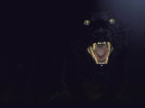 Dramatic of Black Panther, Camouflaged by Darkness, with Eyes and Open Mouth Visible Reprodukcja zdjęcia autor John Dominis