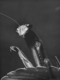 Close Up of the Ferocious Looking Head, Upper Body and Claws of a Praying Mantis Premium Photographic Print by Margaret Bourke-White