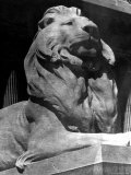 Famous Stone Lion at Front Entrance of the New York Public Library Premium Photographic Print by Alfred Eisenstaedt