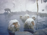 Japanese Macaques Sitting in Hot Spring in Shiga Mountains Premium Photographic Print by Co Rentmeester