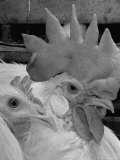 Close Up of View of Two White Leghorns, That Hatched at the Same Time Photographic Print by Bernard Hoffman